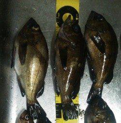 田尻漁港メバリング、色々なパターンを試してGET！