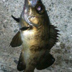 田尻漁港メバリング、色々なパターンを試してGET！