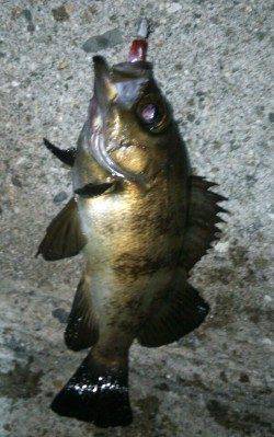 田尻漁港メバリング、色々なパターンを試してGET！