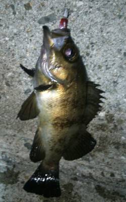 田尻漁港メバリング、色々なパターンを試して…