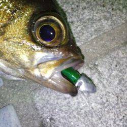 炬口　メーカー主催のトーナメント　メバリングでメバル9匹＆ガシラ10匹