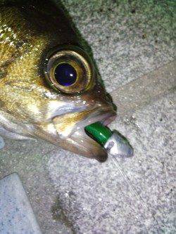 炬口　メーカー主催のトーナメント　メバリングでメバル9匹＆ガシラ10匹