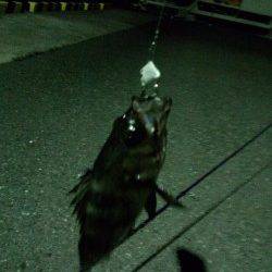 千歳　シーバス狙いの釣行もボトムでメバル23cmがヒット