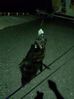 千歳　シーバス狙いの釣行もボトムでメバル23cmがヒット