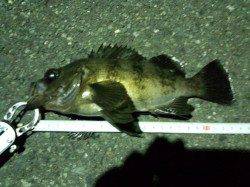 千歳　シーバス狙いの釣行もボトムでメバル23cmがヒット