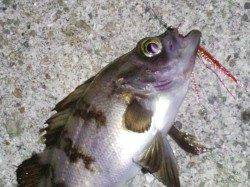 炬口　メーカー主催のトーナメント　メバリングでメバル9匹＆ガシラ10匹