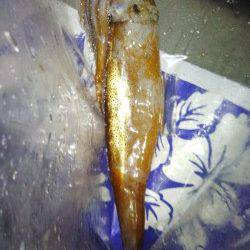 アジュール舞子～西舞子　テーラーの引き釣りでスルメイカ1パイ　当日は厳しい状況…