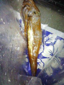 アジュール舞子～西舞子　テーラーの引き釣りでスルメイカ1パイ　当日は厳しい状況…