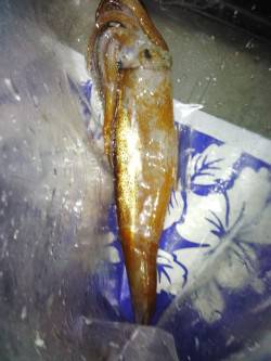 アジュール舞子～西舞子　テーラーの引き釣り…