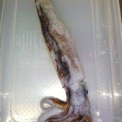 アジュール舞子～西舞子　テーラーの引き釣りでスルメイカ1パイ　当日は厳しい状況…