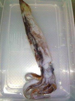 アジュール舞子～西舞子　テーラーの引き釣りでスルメイカ1パイ　当日は厳しい状況…