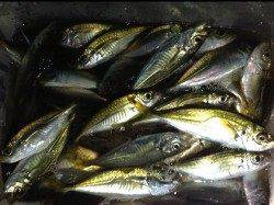 串本港で豆アジ大漁でした♪