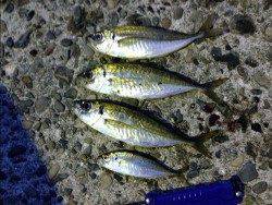 貝塚　仕事終わりにアジングでアジ〜20cm4匹　