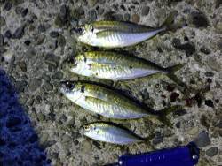 貝塚　仕事終わりにアジングでアジ〜20cm…