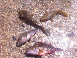 竹野海岸の端っこにある堤防＆テトラにて穴釣り