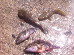 竹野海岸の端っこにある堤防＆テトラにて穴釣…