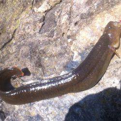 穴釣りで珍味のギンポが釣れました！夕日港