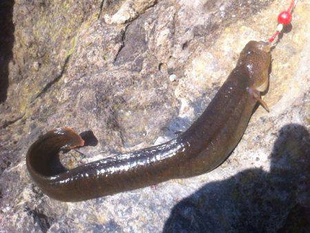 穴釣りで珍味のギンポが釣れました！夕日港
