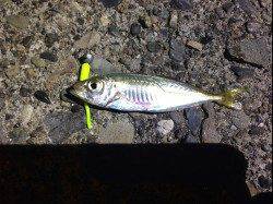 貝塚　仕事終わりにアジングでアジ〜20cm4匹　