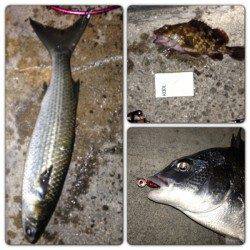 舞洲　ジグヘッド使用でキビレ2匹＆ガシラ5匹