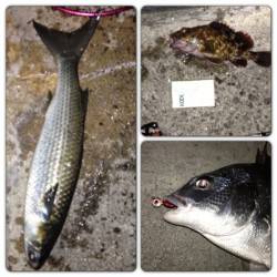 舞洲　ジグヘッド使用でキビレ2匹＆ガシラ5匹