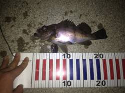 伊保港　メバリングで良型メバル3匹☆