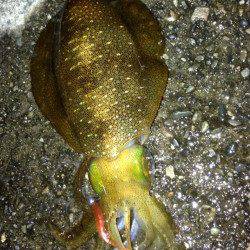 仕事終わりに貝塚でアジング調査、あがってきたのは・・・