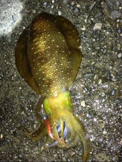  仕事終わりに貝塚でアジング調査、あがって…