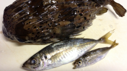 宇久井港アジング釣行、揚がってきたのはハリ…