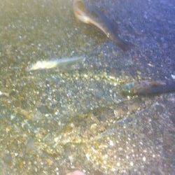 須磨の堤防、引き釣り・ズボ釣りでの釣果