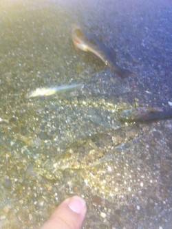 須磨の堤防、引き釣り・ズボ釣りでの釣果