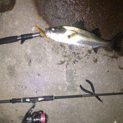 貝塚　ルアーでシーバス2本 巻くスピードはデッドスローで☆