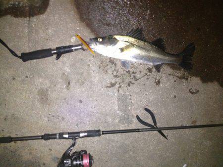 貝塚　ルアーでシーバス2本 巻くスピードはデッドスローで☆