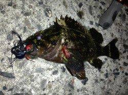 舞洲　仕事終わりの1時間チニングでキビレ＆ソイ