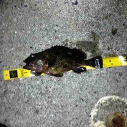 舞洲　メバリングタックルでチヌ49cm　ガシラ〜23cmも15匹