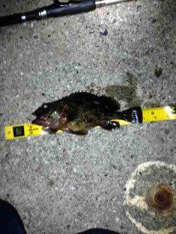 舞洲　メバリングタックルでチヌ49cm　ガシラ〜23cmも15匹