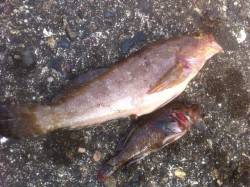 東二見人工島 テトラを探り釣り、ガシラ&a…