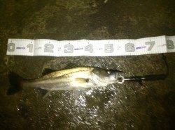 汐見埠頭、シーバス・53cmの年無しチヌ！！！
