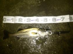 汐見埠頭、シーバス・53cmの年無しチヌ！…