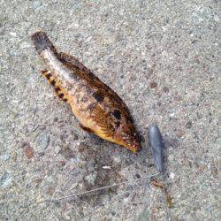 明石港投げ釣り釣行〜アイナメ×5匹〜