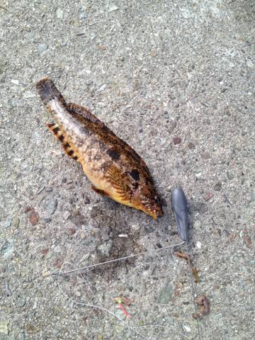 明石港投げ釣り釣行〜アイナメ×5匹〜