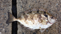 印南港でサビキ釣り、マイワシが大漁です♪