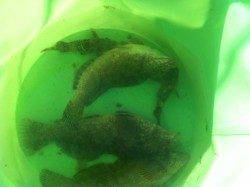 塩屋海岸のテトラで探り釣りの釣果