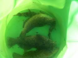 塩屋海岸のテトラで探り釣りの釣果