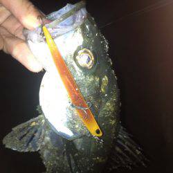 貝塚　ルアーでシーバス2本 巻くスピードはデッドスローで☆