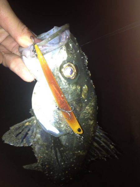 貝塚　ルアーでシーバス2本 巻くスピードは…