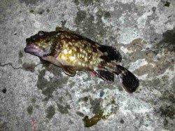 舞洲　テクトロでキビレ35cm＆ガシラ　ガシラは高活性！