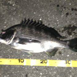 舞洲、ガシラ 25センチ迄を大漁V