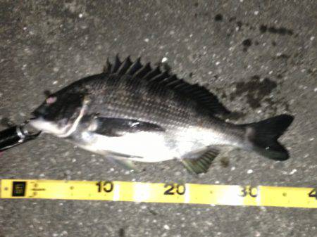 舞洲、ガシラ 25センチ迄を大漁V