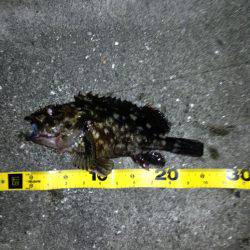 舞洲、ガシラ 25センチ迄を大漁V